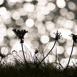Efecto bokeh nunha fotografía